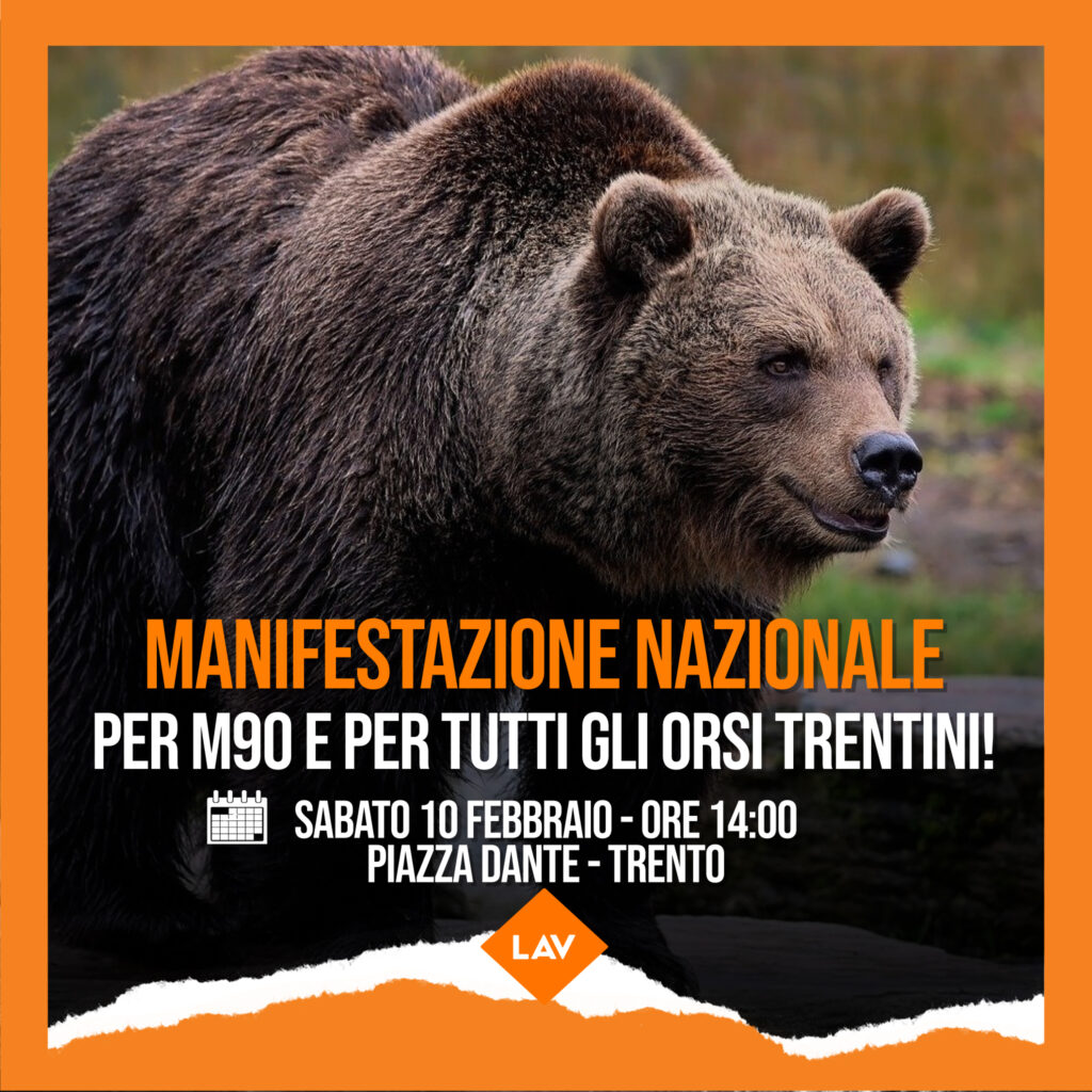 M90, gli ambientalisti chiedono spray anti-orso per tutti - News Trentino TV